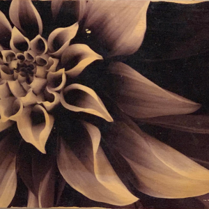 a close up of a flower