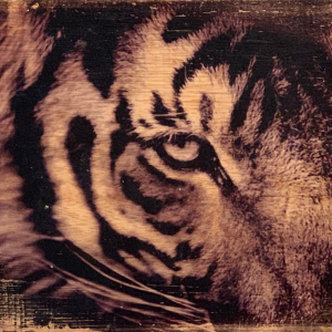 a cat with its mouth open