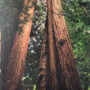 a large tree in a forest
